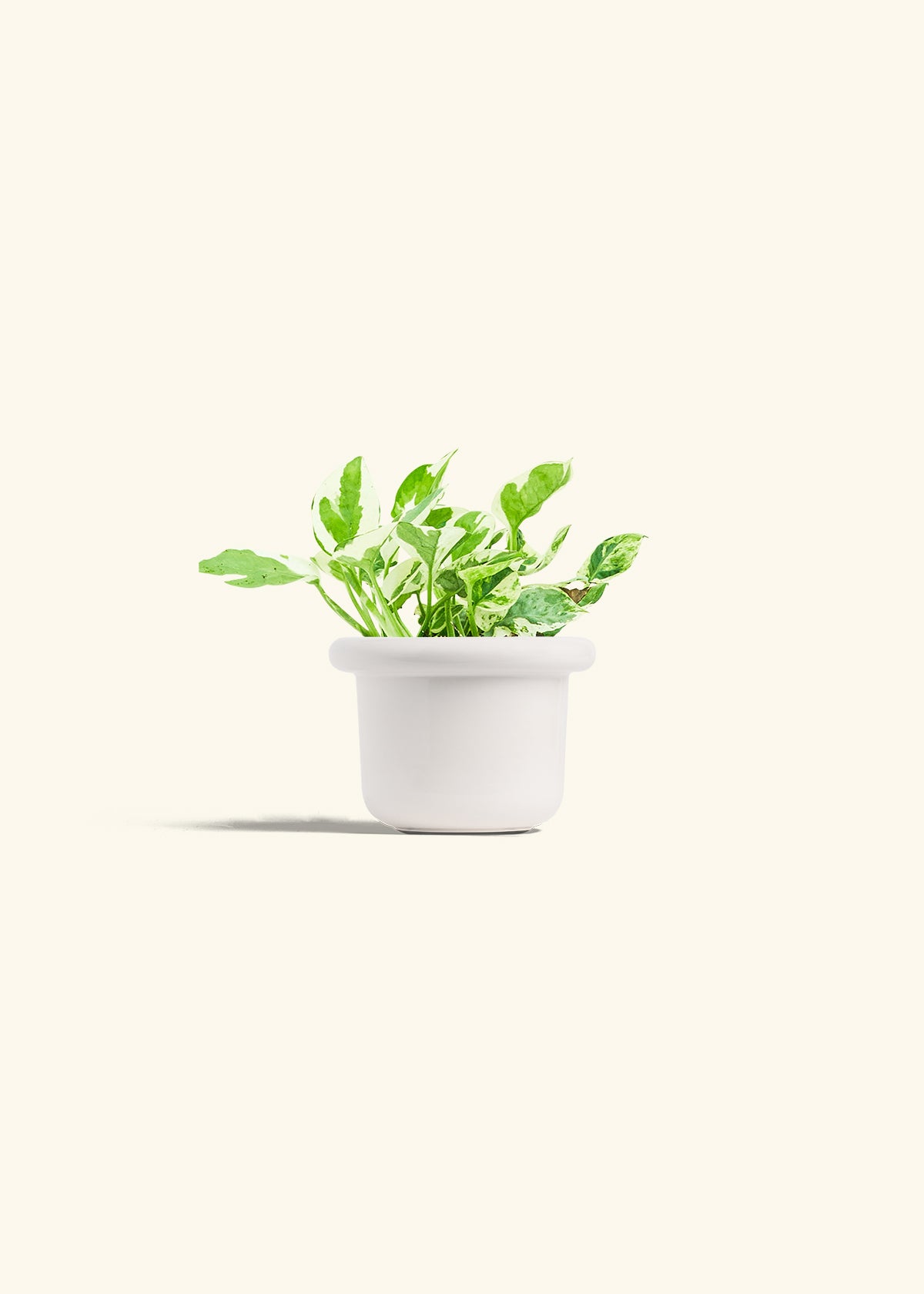 Pothos Pearl and Jade in a 4 inches Fat Lip White Planter 
