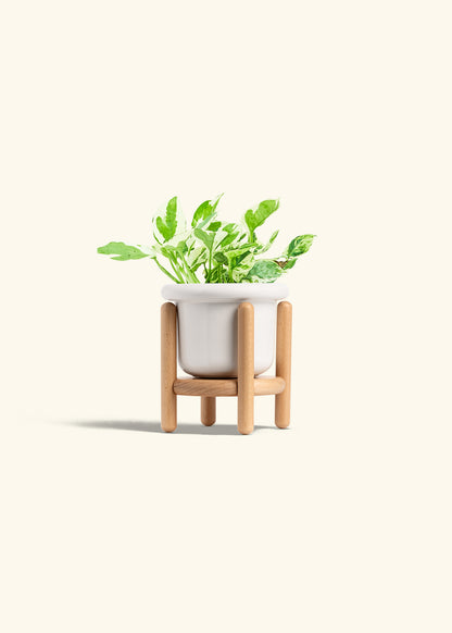 Pothos Pearl and Jade in a 4 inches Fat Lip White Planter in a Beech Wood Stand