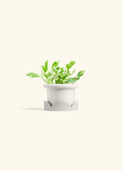 Pothos Pearl and Jade in a 4 inches Fat Lip White Planter in a Oat Petal Drip Tray