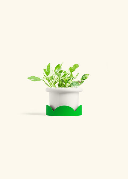 Pothos Pearl and Jade in a 4 inches Fat Lip White Planter in a Shamrock Petal Drip Tray