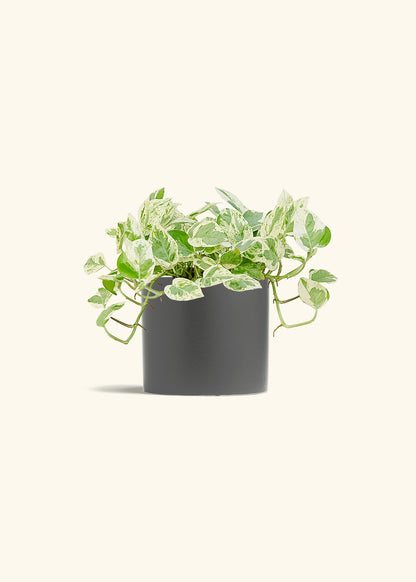 Pothos Pearls and Jade in a 6 inches Pink Classic Cylinder Planter 
