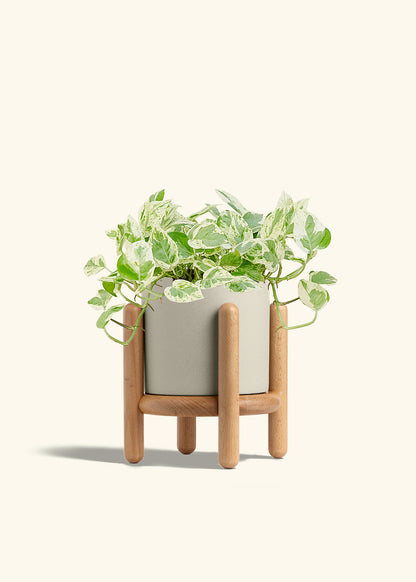 Pothos Pearls and Jade in a 6 inches Oat Classic Cylinder Planter in a Beech Wood Stand