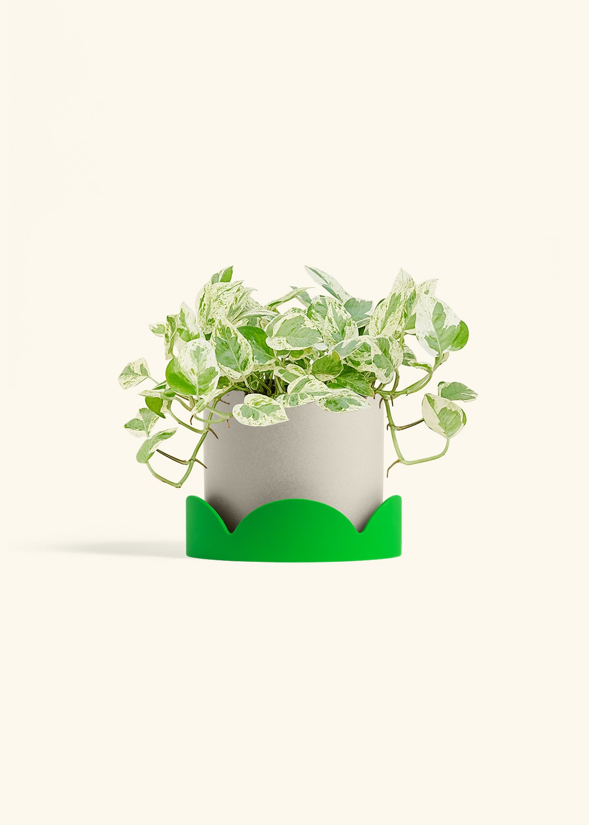 Pothos Pearls and Jade in a 6 inches Oat Classic Cylinder Planter in a Shamrock Petal Drip Tray