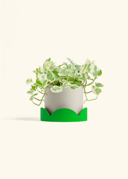 Pothos Pearls and Jade in a 6 inches Oat Classic Cylinder Planter in a Shamrock Petal Drip Tray