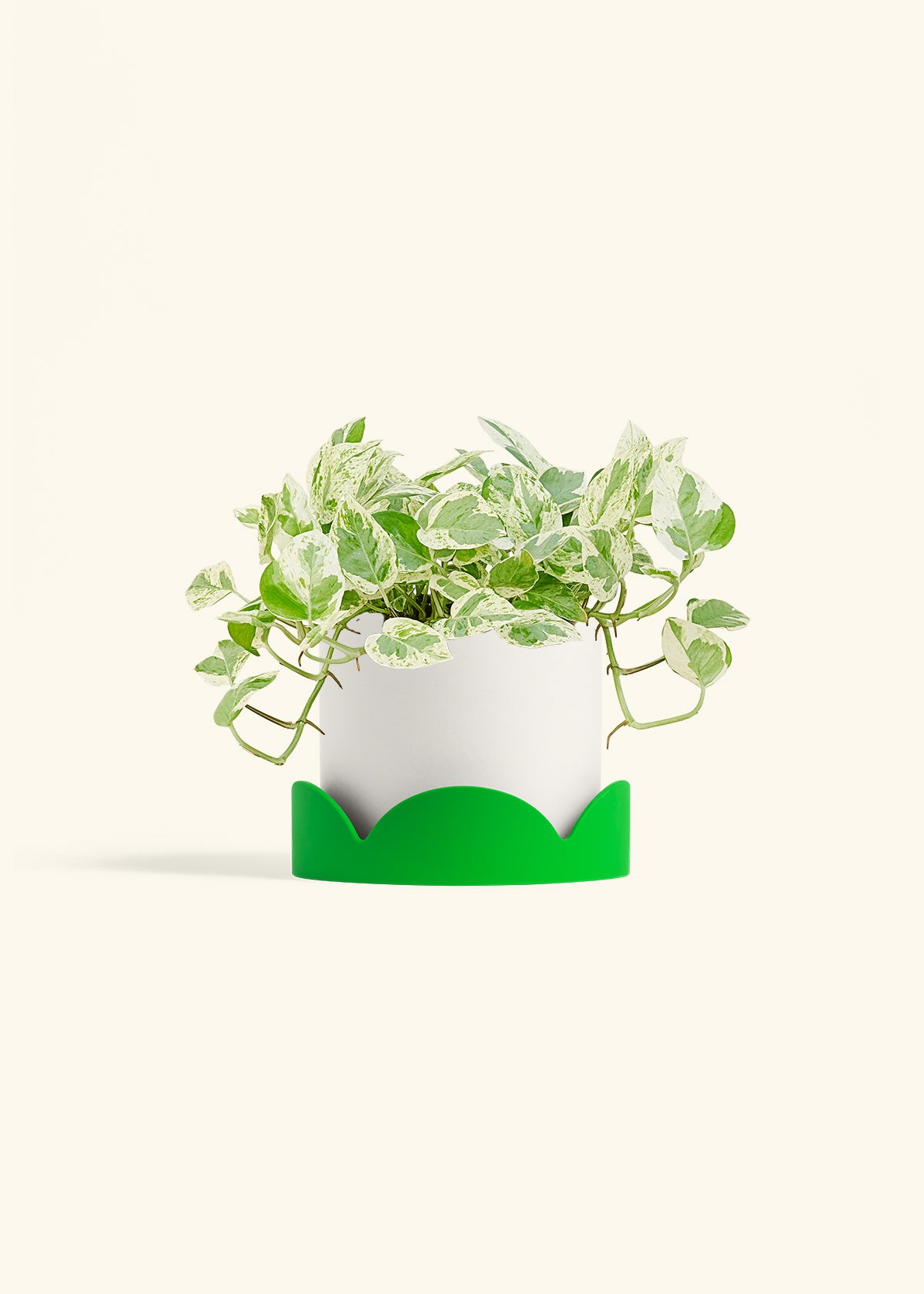 Pothos Pearls and Jade in a 6 inches White Classic Cylinder Planter in a Shamrock Petal Drip Tray