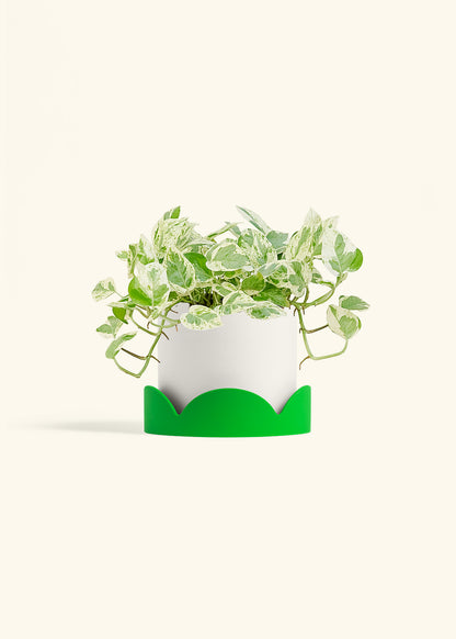 Pothos Pearls and Jade in a 6 inches White Classic Cylinder Planter in a Shamrock Petal Drip Tray