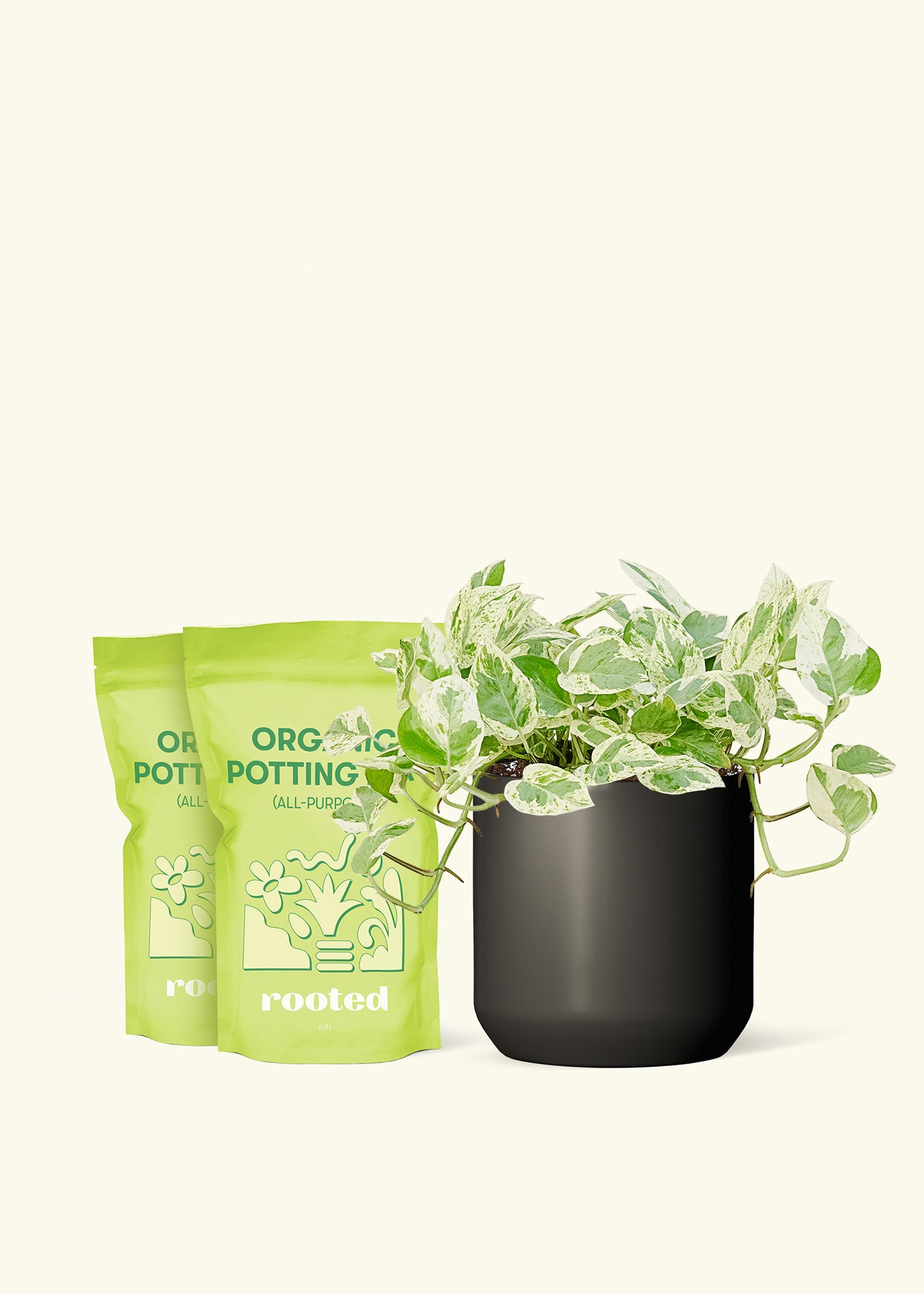 Medium Pothos 'Pearl and Jade' in a black cylinder pot and 2 bags of soil.