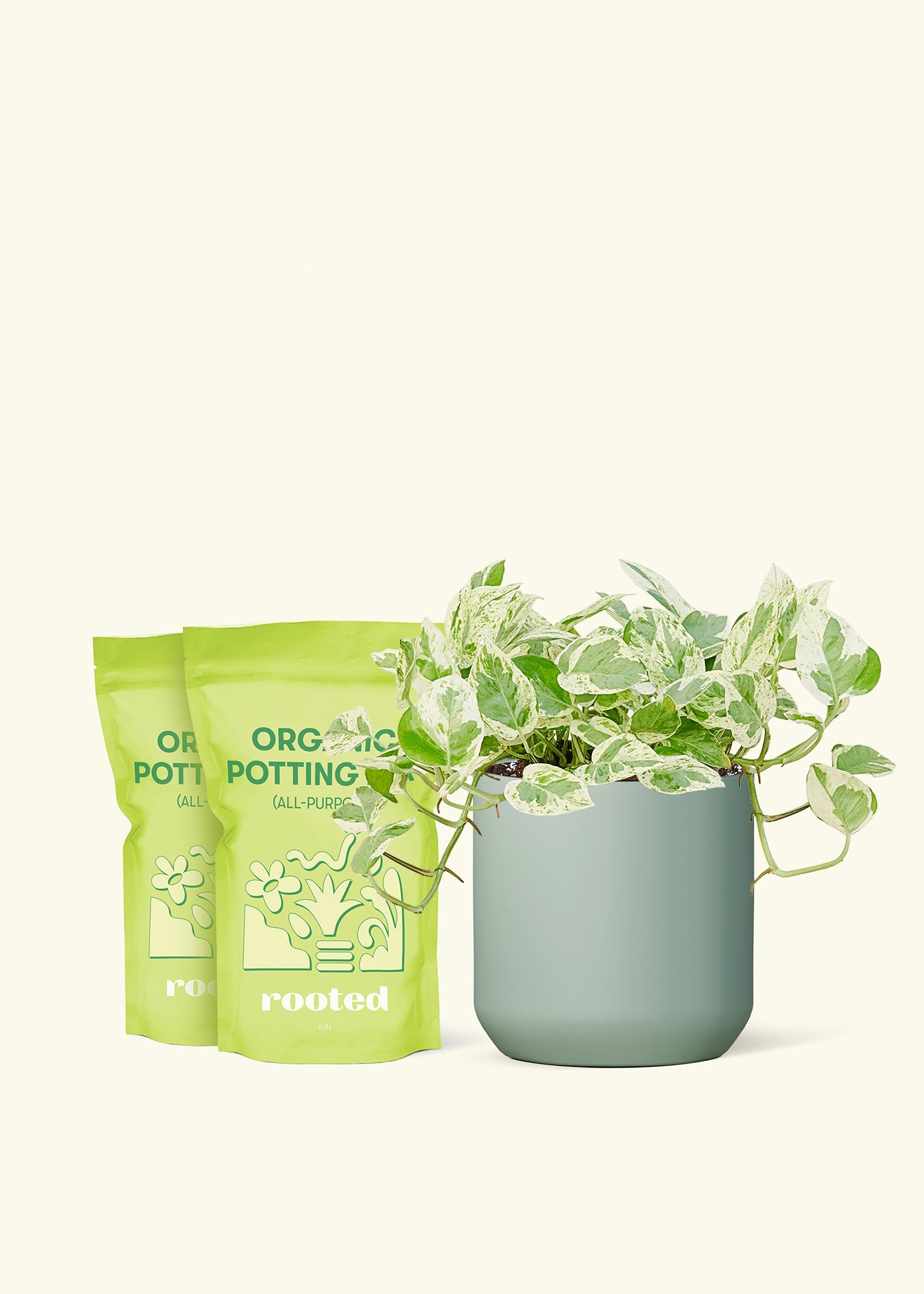Medium Pothos 'Pearl and Jade' in a sage cylinder pot and 2 bags of soil.