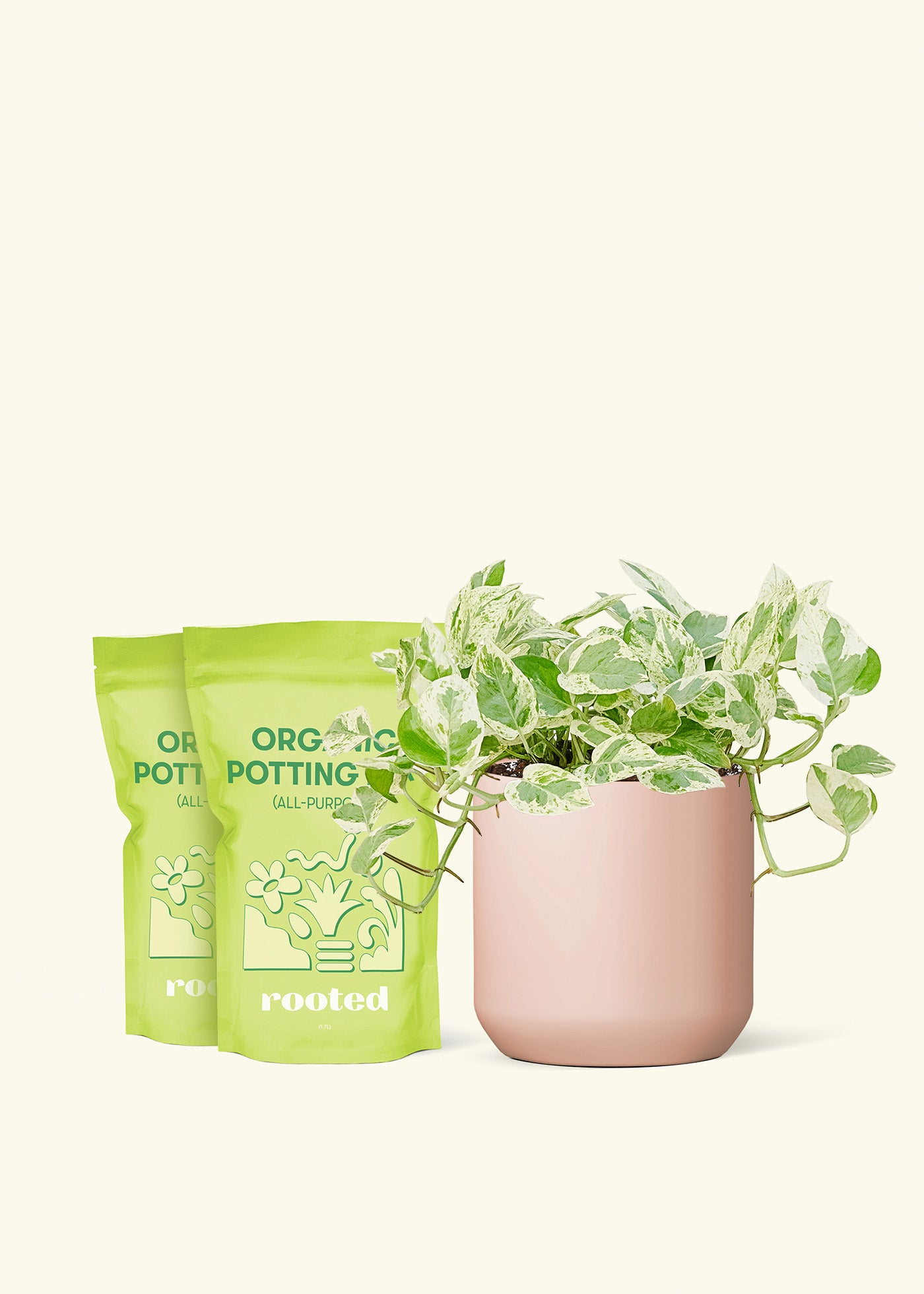 Medium Pothos 'Pearl and Jade' in a pink cylinder pot and 2 bags of soil.