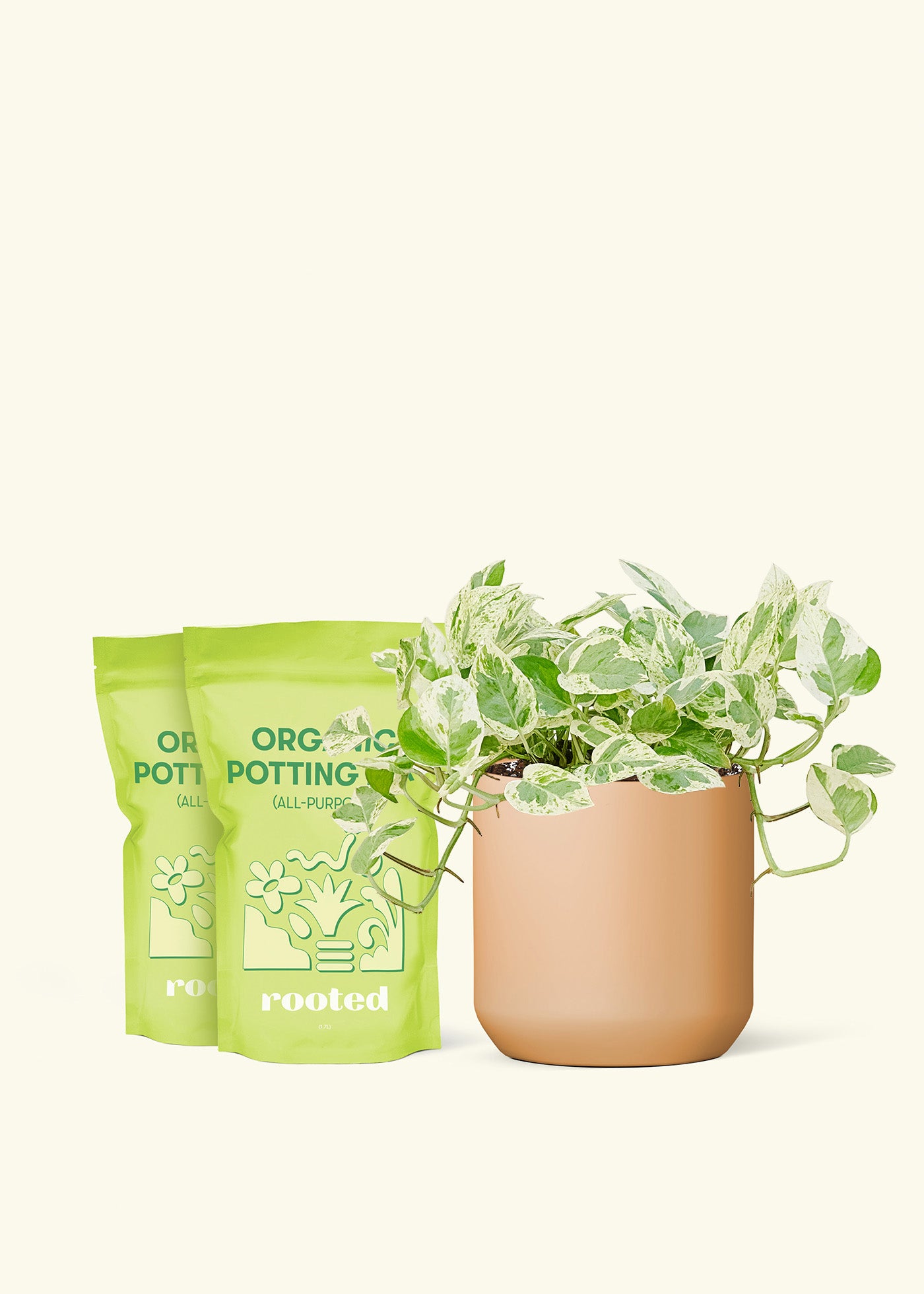 Medium Pothos 'Pearl and Jade' in a terracotta cylinder pot and 2 bags of soil.