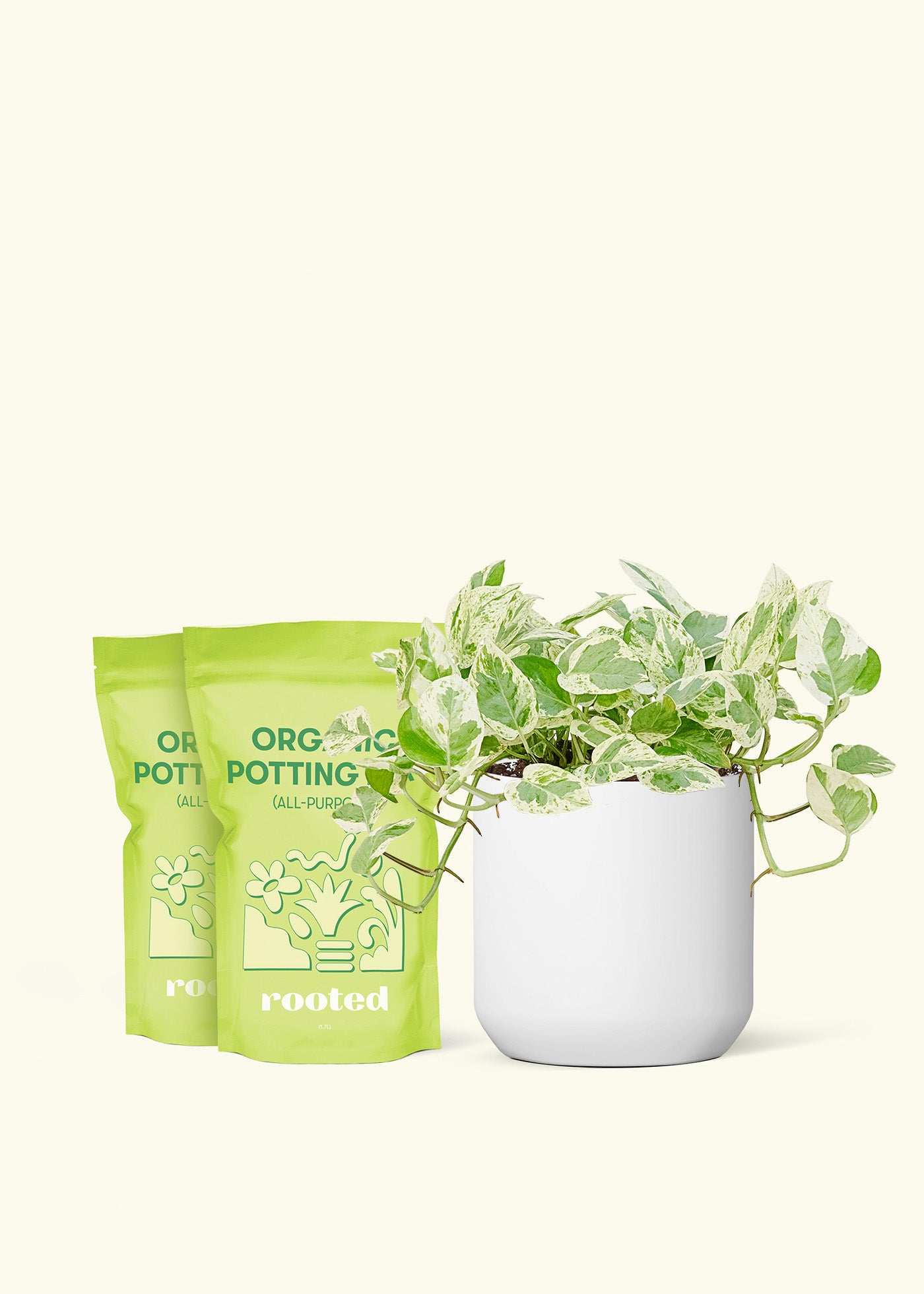 Medium Pothos 'Pearl and Jade' in a white cylinder pot and 2 bags of soil.