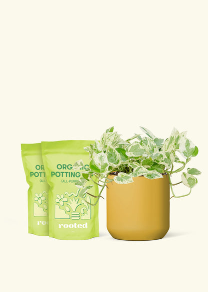 Medium Pothos 'Pearl and Jade' in a mustard cylinder pot and 2 bags of soil.