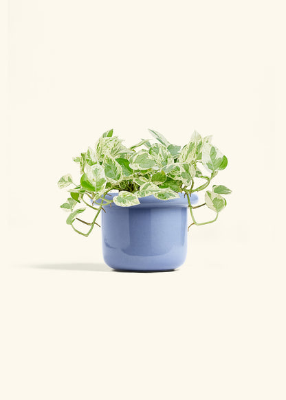 Pothos Pearls and Jade in a 6 inches Fat Lip Blue Planter 