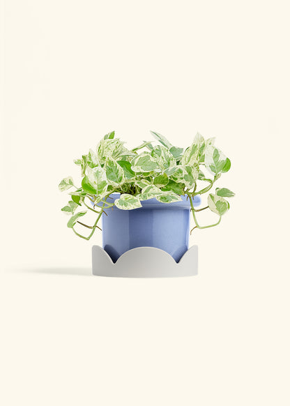 Pothos Pearls and Jade in a 6 inches Fat Lip Blue Planter in a Oat Petal Drip Tray
