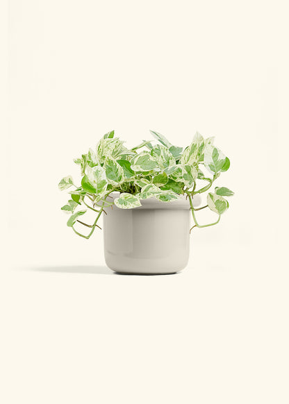Pothos Pearls and Jade in a 6 inches Fat Lip Oat Planter 