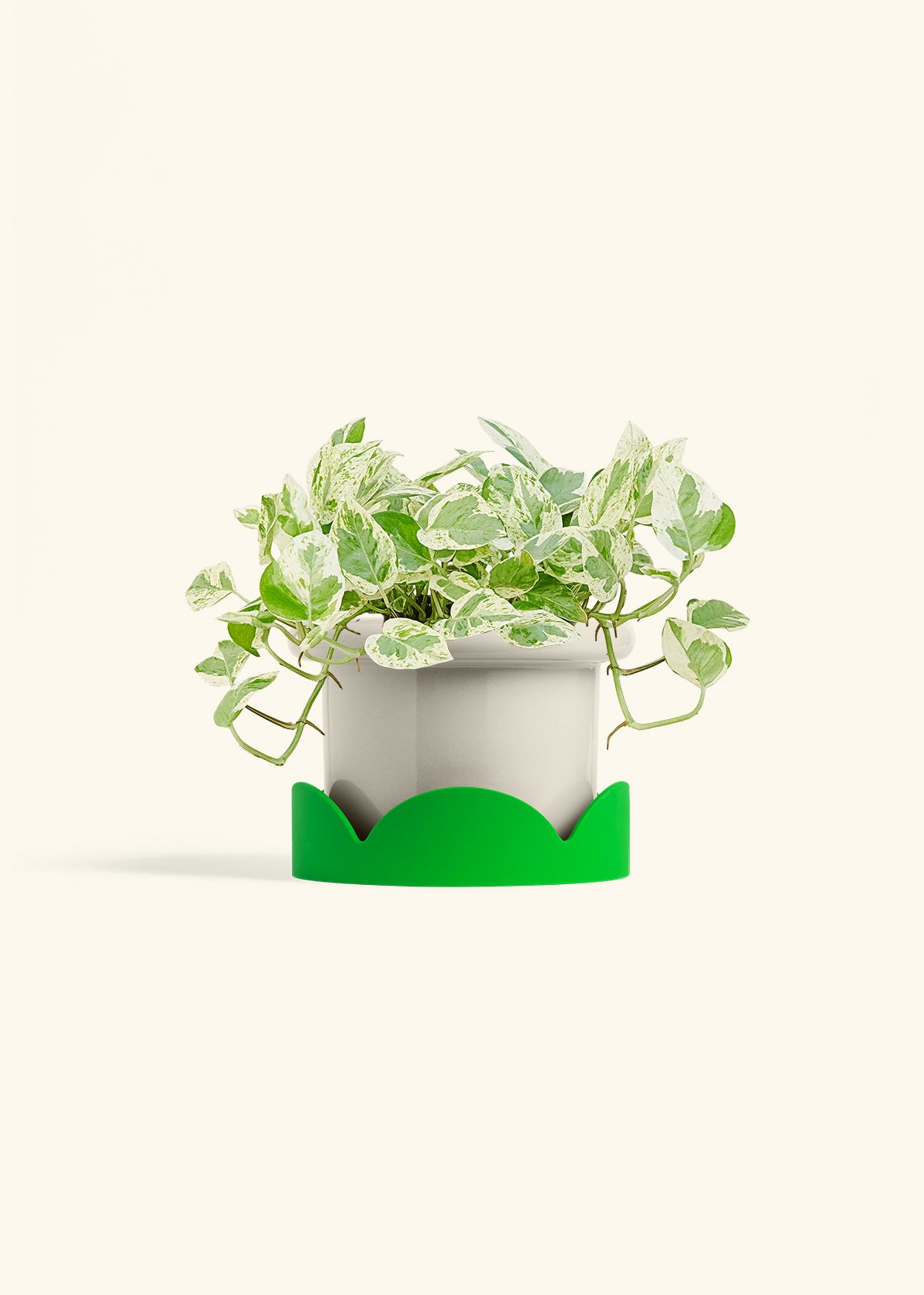Pothos Pearls and Jade in a 6 inches Fat Lip Oat Planter in a Shamrock Petal Drip Tray