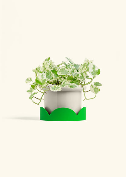 Pothos Pearls and Jade in a 6 inches Fat Lip Oat Planter in a Shamrock Petal Drip Tray