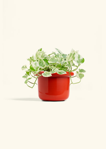 Pothos Pearls and Jade in a 6 inches Fat Lip Red Planter 