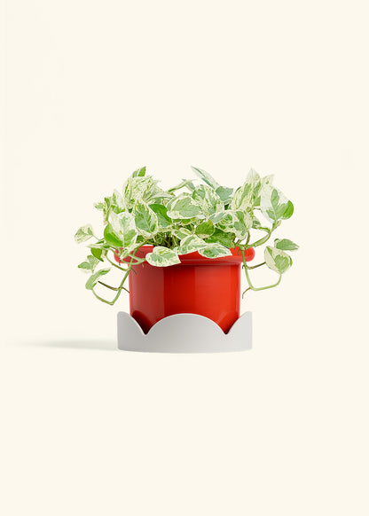 Pothos Pearls and Jade in a 6 inches Fat Lip Red Planter in a Oat Petal Drip Tray