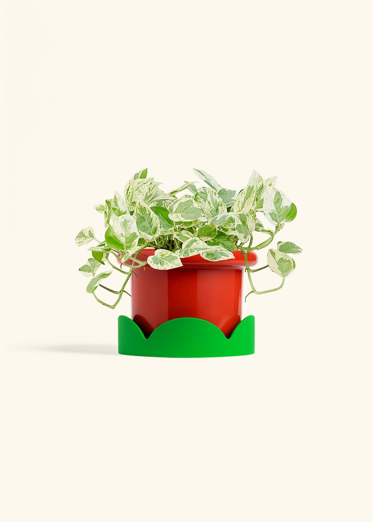 Pothos Pearls and Jade in a 6 inches Fat Lip Red Planter in a Shamrock Petal Drip Tray