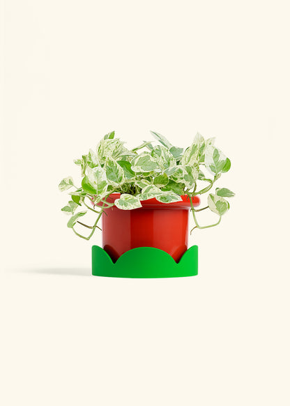 Pothos Pearls and Jade in a 6 inches Fat Lip Red Planter in a Shamrock Petal Drip Tray