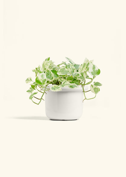Pothos Pearls and Jade in a 6 inches Fat Lip White Planter 