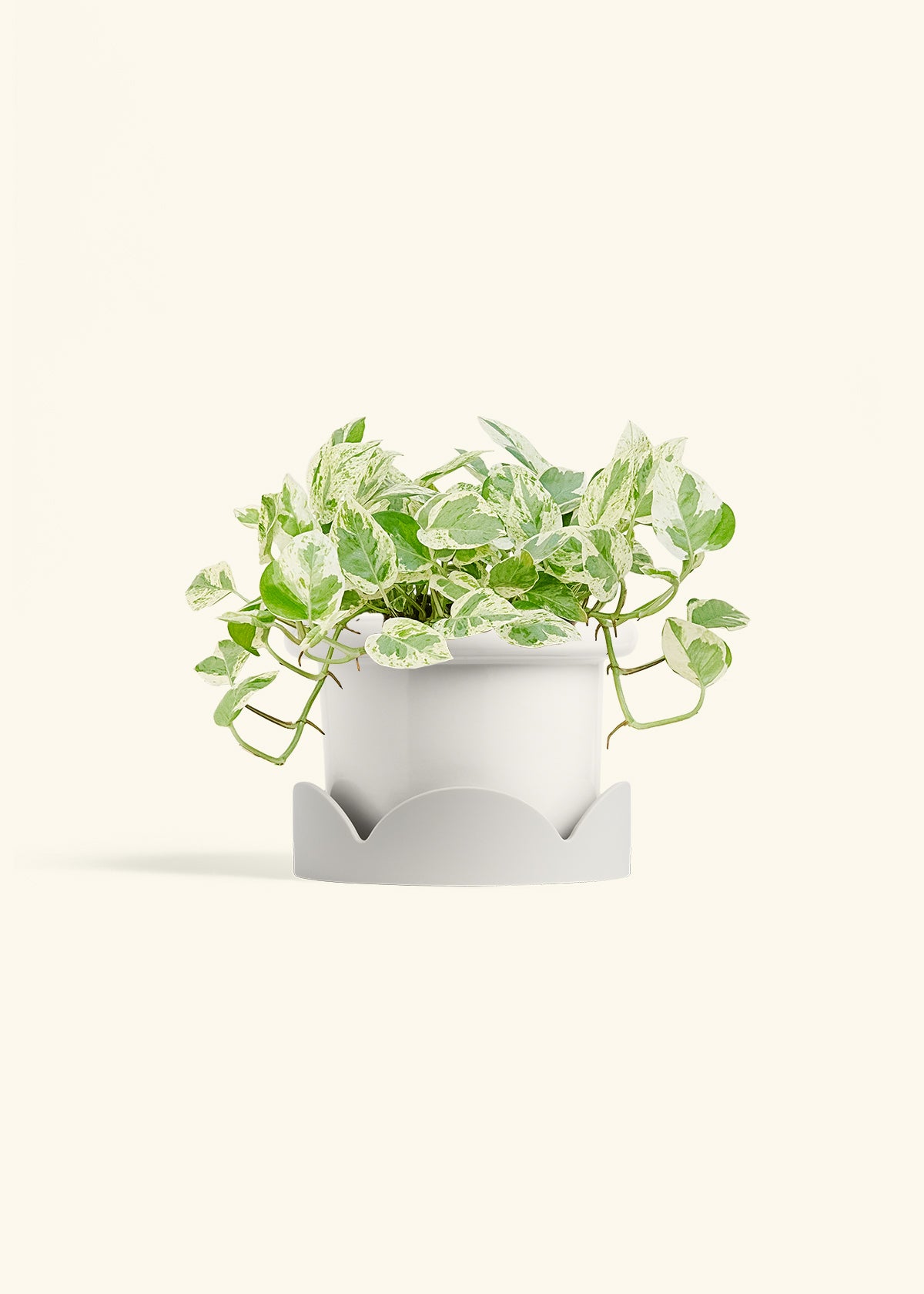 Pothos Pearls and Jade in a 6 inches Fat Lip White Planter in a Oat Petal Drip Tray