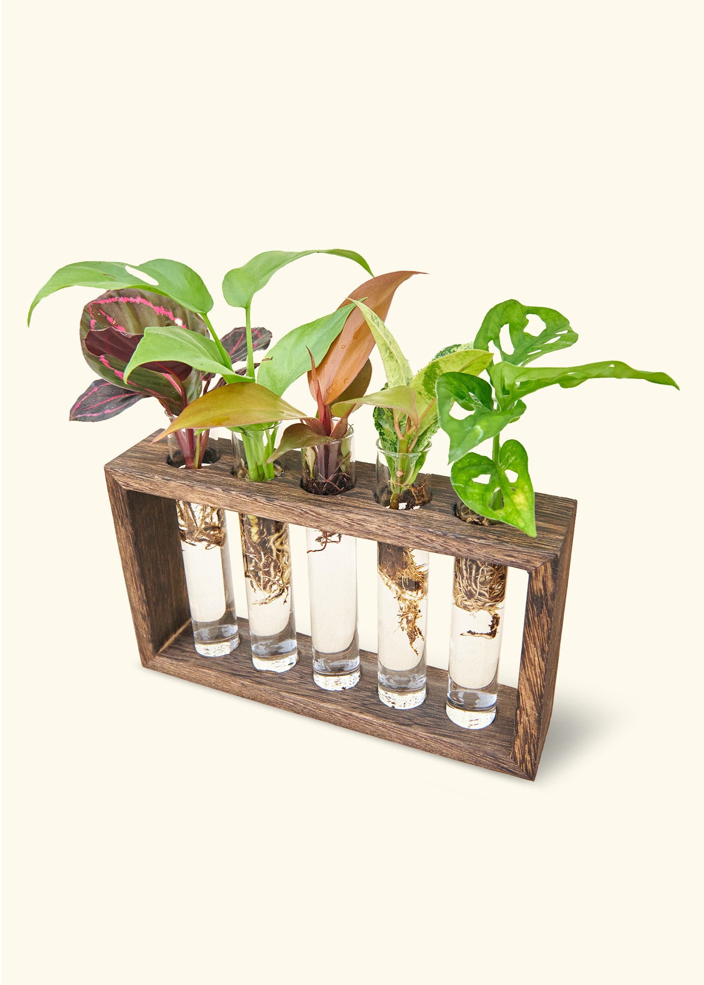 Wooden propagation stand in espresso with glass tubes.