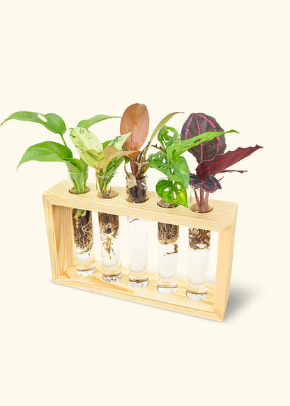 Wooden propagation stand in pine with glass tubes.