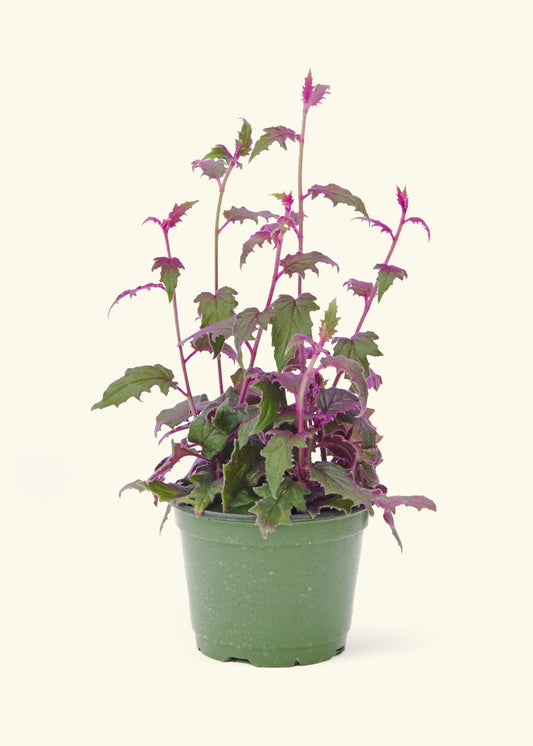 Medium Purple Passion Plant in a grow pot.