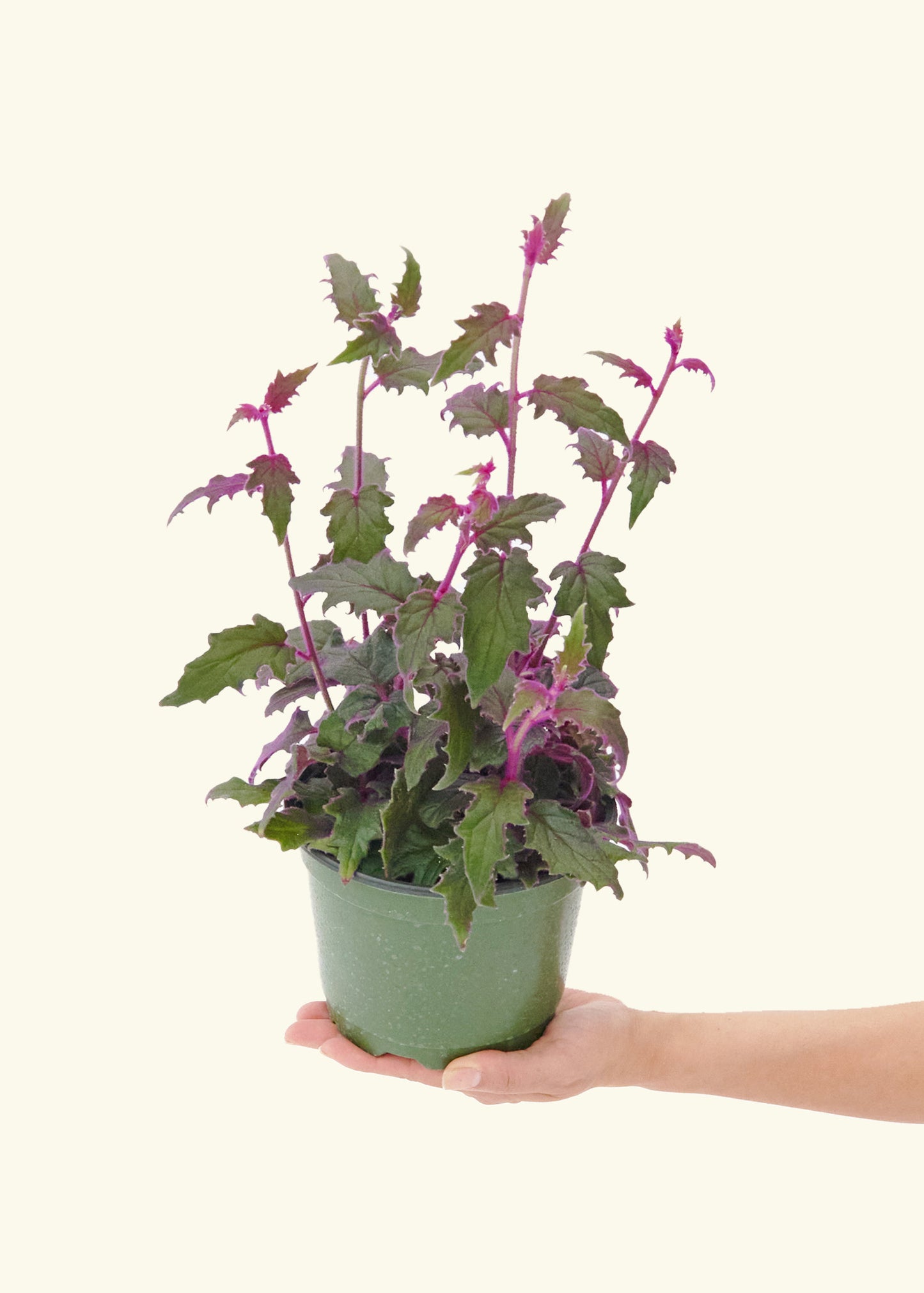 Medium Purple Passion Plant in a grow pot.
