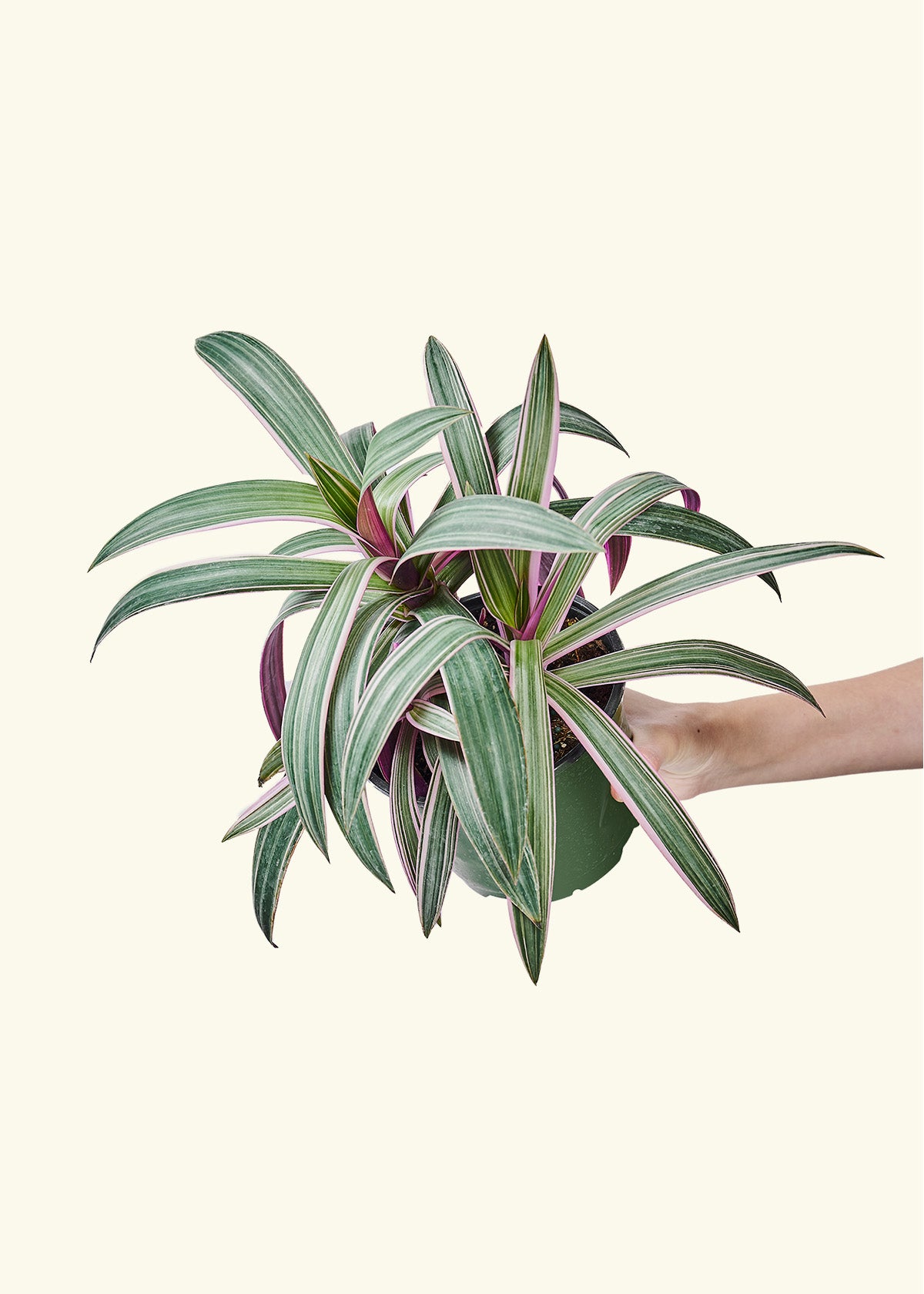 Oyster Plant 'Tricolor', Medium