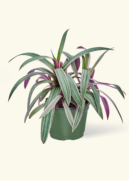 Oyster Plant 'Tricolor', Medium