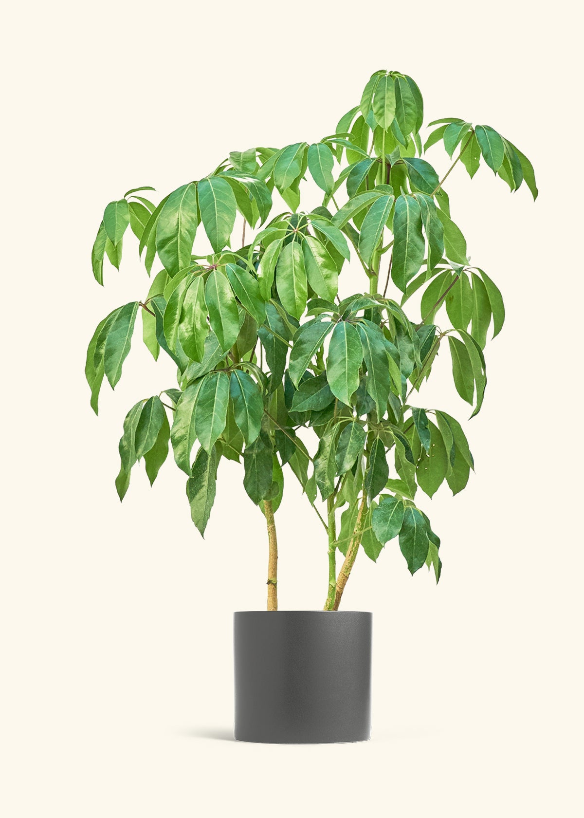 Australian Umbrella Tree in a 10 inches Charcoal Classic Cylinder Planter 