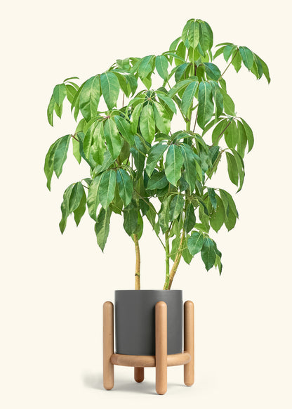 Australian Umbrella Tree in a 10 inches Charcoal Classic Cylinder Planter in a Beech Wood Stand