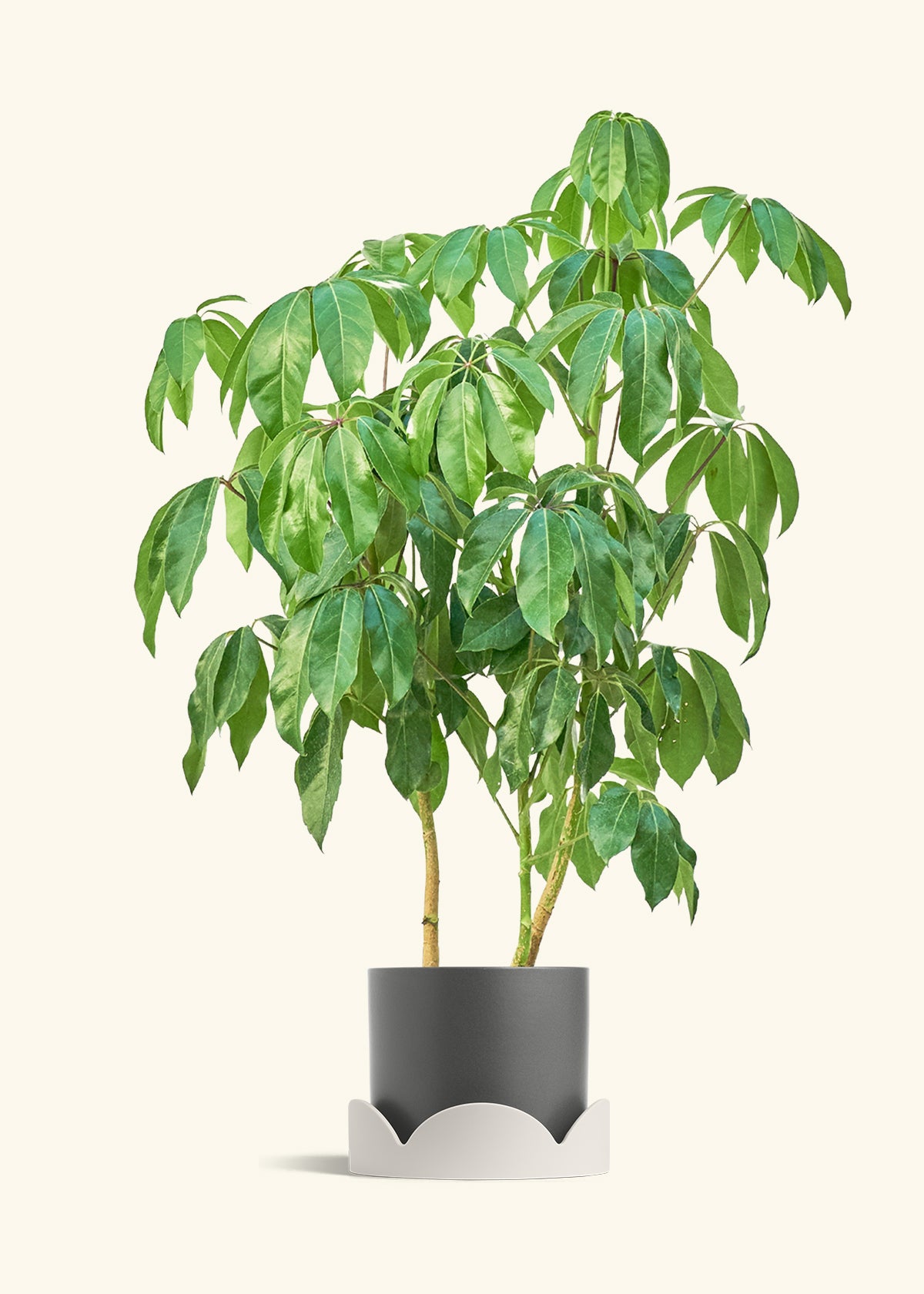 Australian Umbrella Tree in a 10 inches Charcoal Classic Cylinder Planter in a Oat Petal Drip Tray