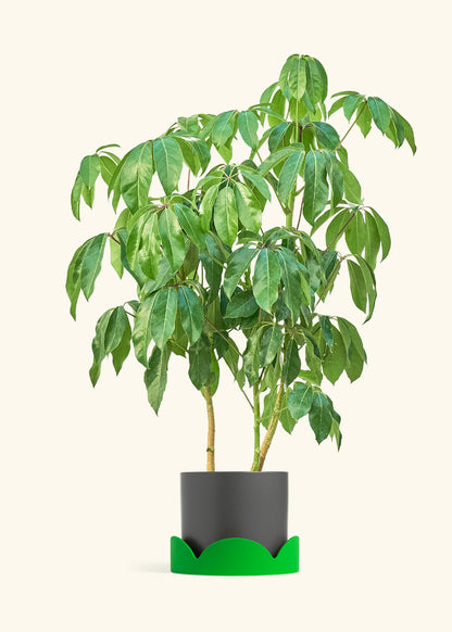 Australian Umbrella Tree in a 10 inches Charcoal Classic Cylinder Planter in a Shamrock Petal Drip Tray