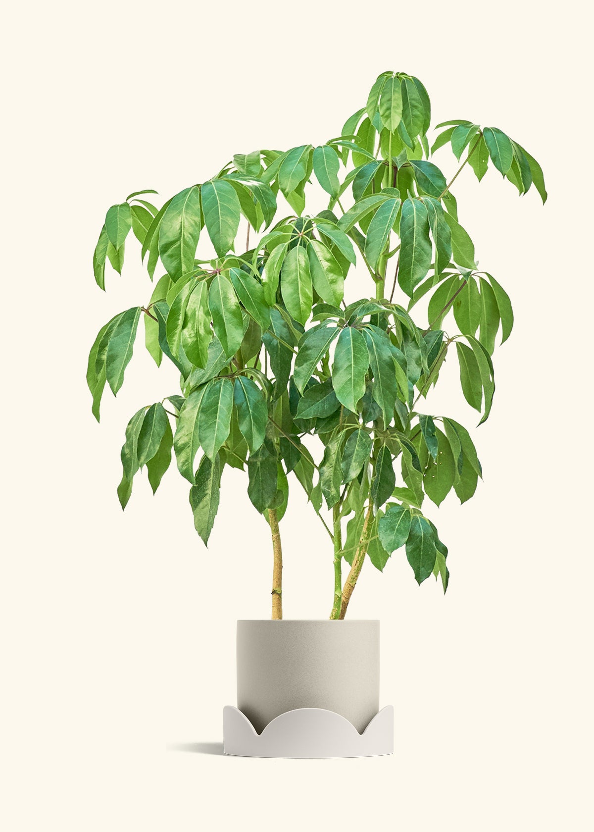 Australian Umbrella Tree in a 10 inches Oat Classic Cylinder Planter in a Oat Petal Drip Tray
