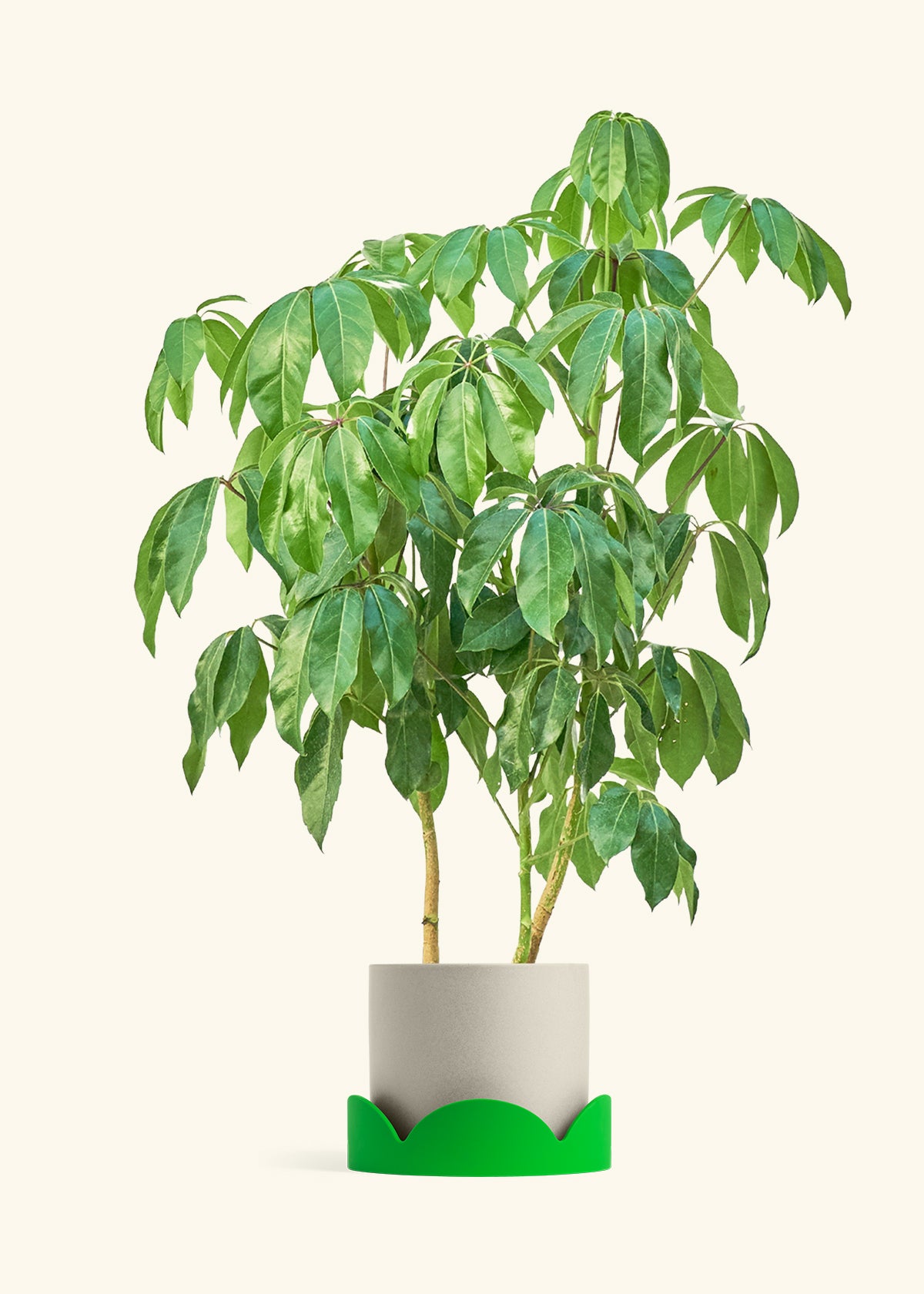 Australian Umbrella Tree in a 10 inches Oat Classic Cylinder Planter in a Shamrock Petal Drip Tray