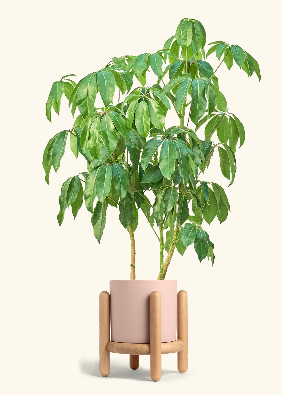 Australian Umbrella Tree in a 10 inches Pink Classic Cylinder Planter in a Beech Wood Stand