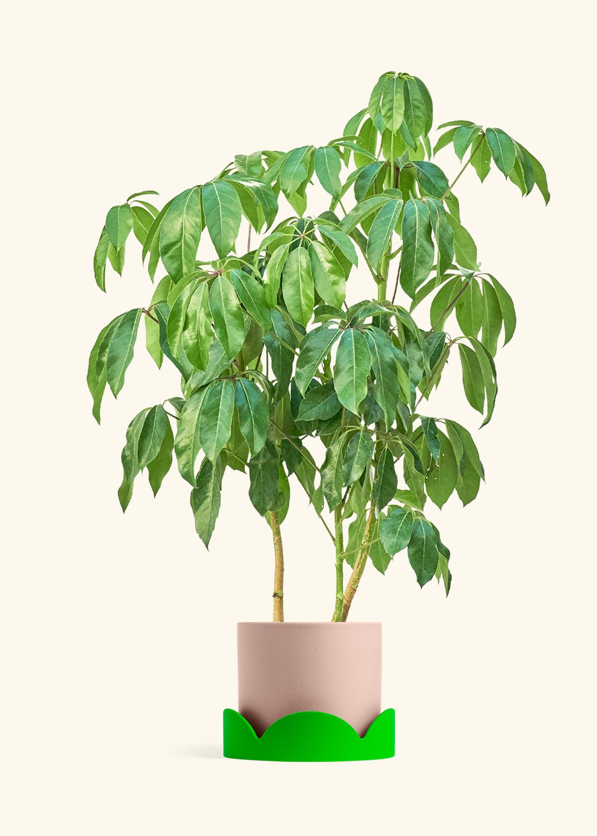 Australian Umbrella Tree in a 10 inches Pink Classic Cylinder Planter in a Shamrock Petal Drip Tray