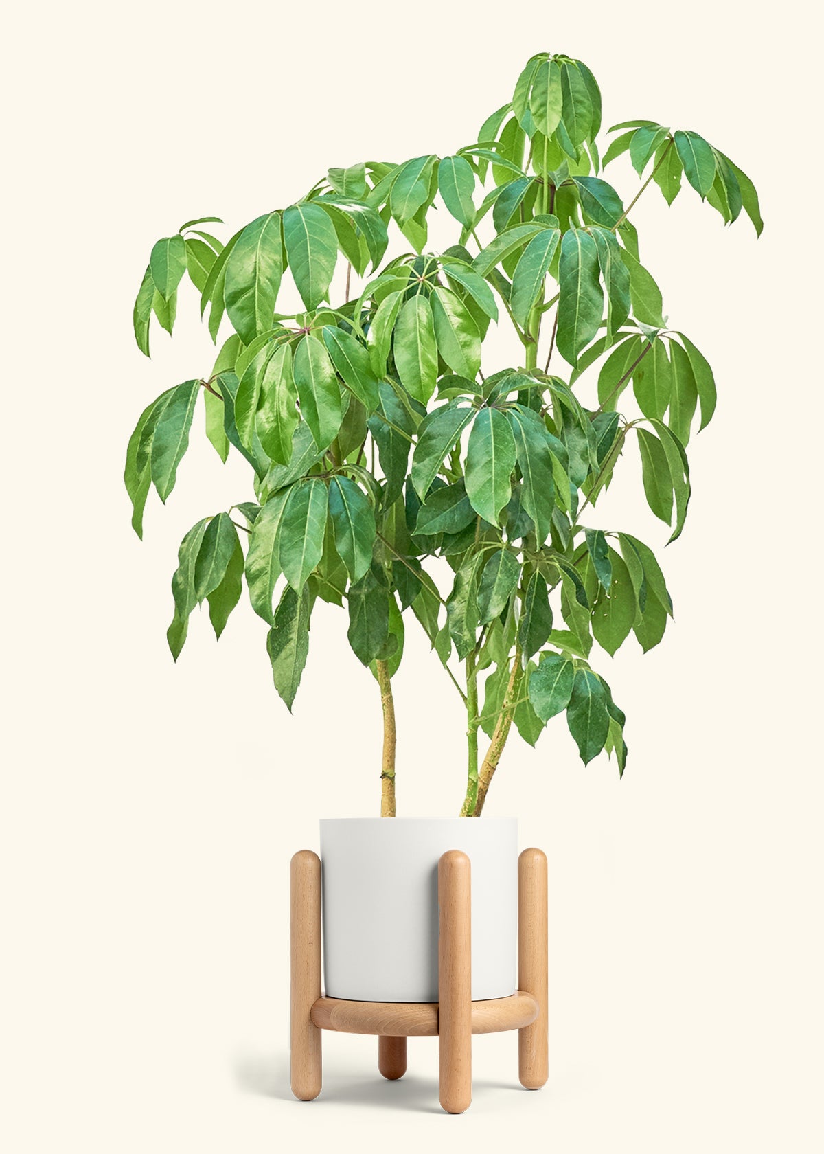 Australian Umbrella Tree in a 10 inches White Classic Cylinder Planter in a Beech Wood Stand
