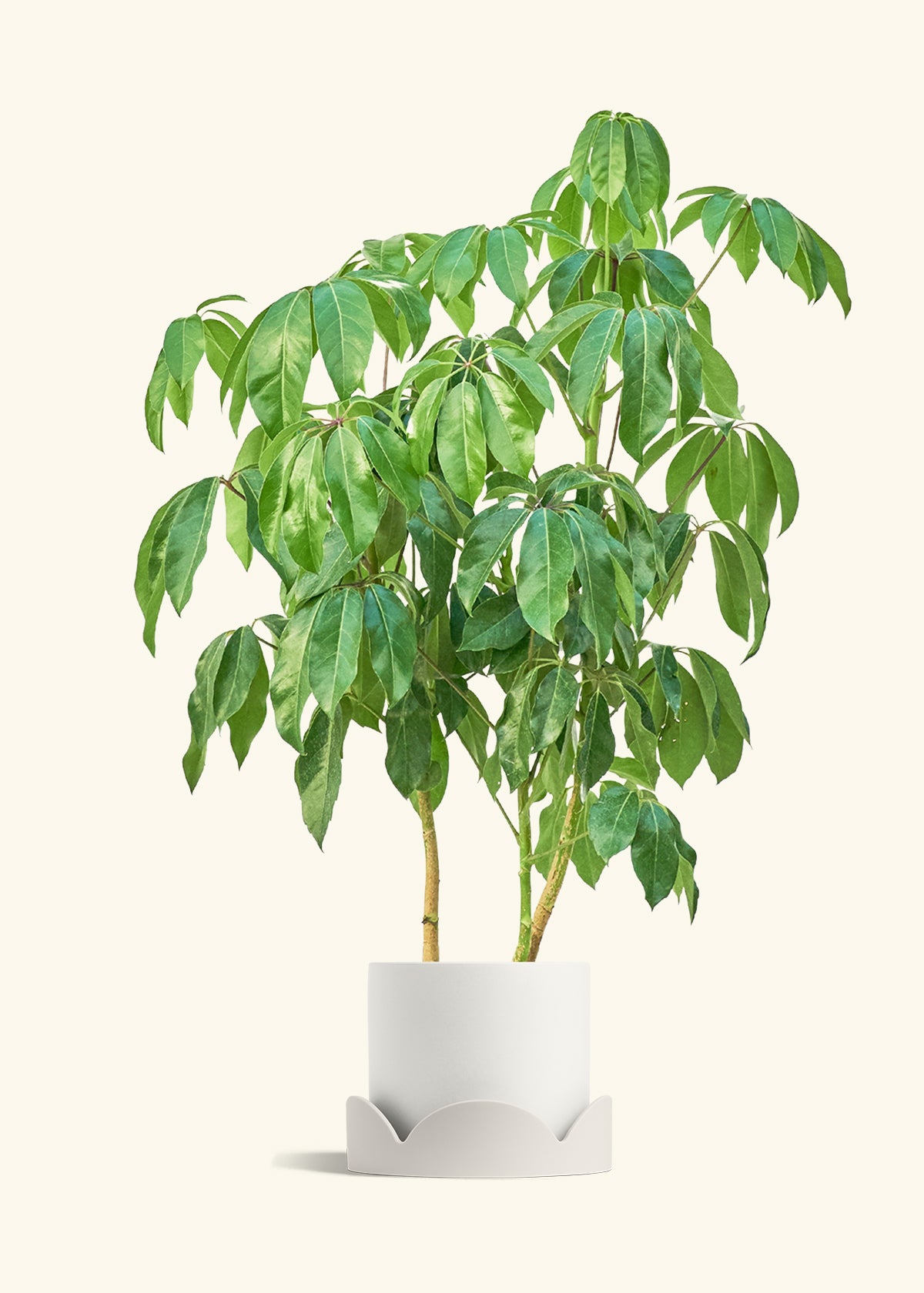 Australian Umbrella Tree in a 10 inches White Classic Cylinder Planter in a Oat Petal Drip Tray