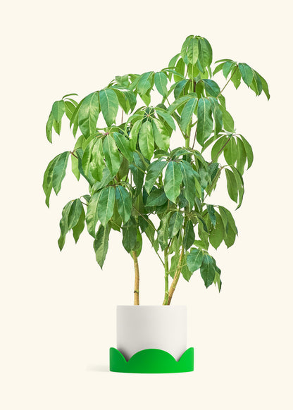 Australian Umbrella Tree in a 10 inches White Classic Cylinder Planter in a Shamrock Petal Drip Tray