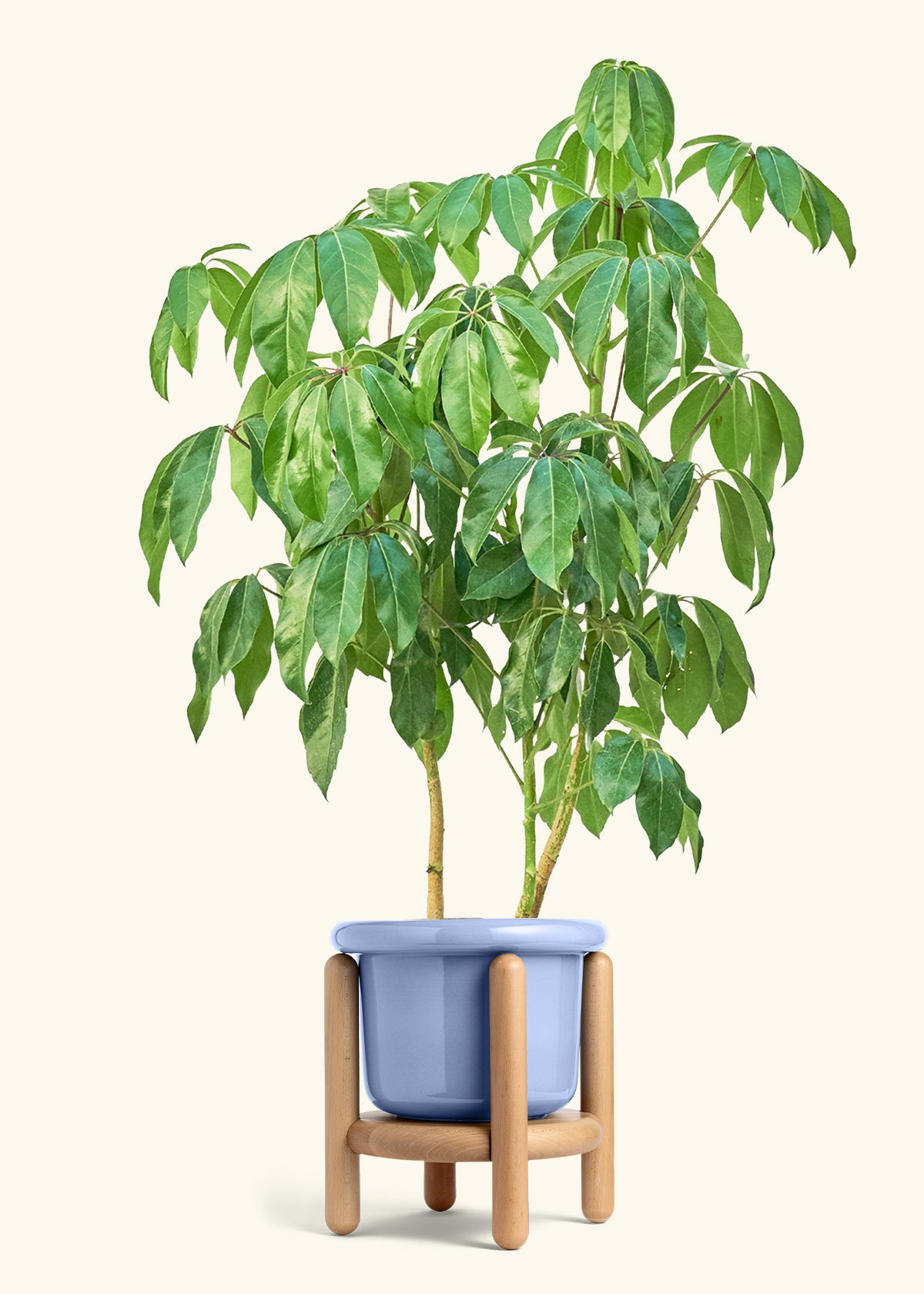 Australian Umbrella Tree in a 10 inches Fat Lip Blue Planter in a Oat Petal Drip Tray