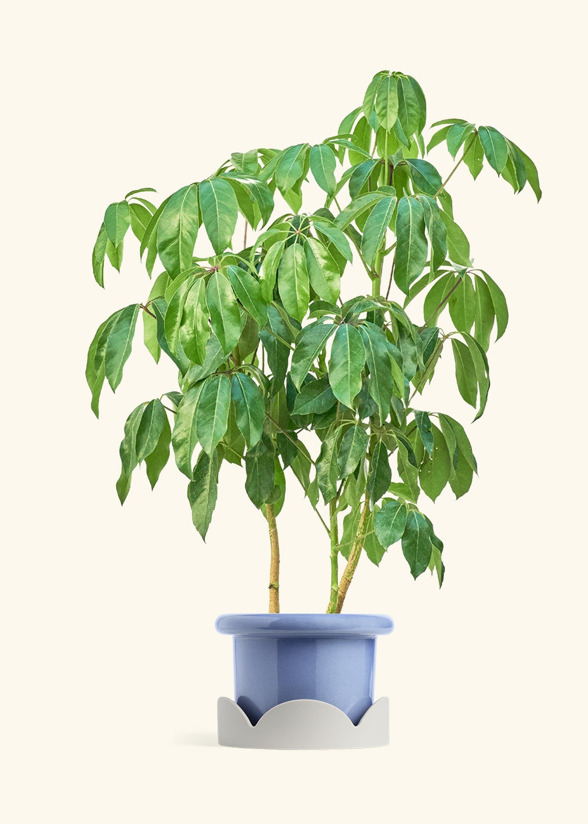 Australian Umbrella Tree in a 10 inches Fat Lip Blue Planter in a Beech Wood Stand