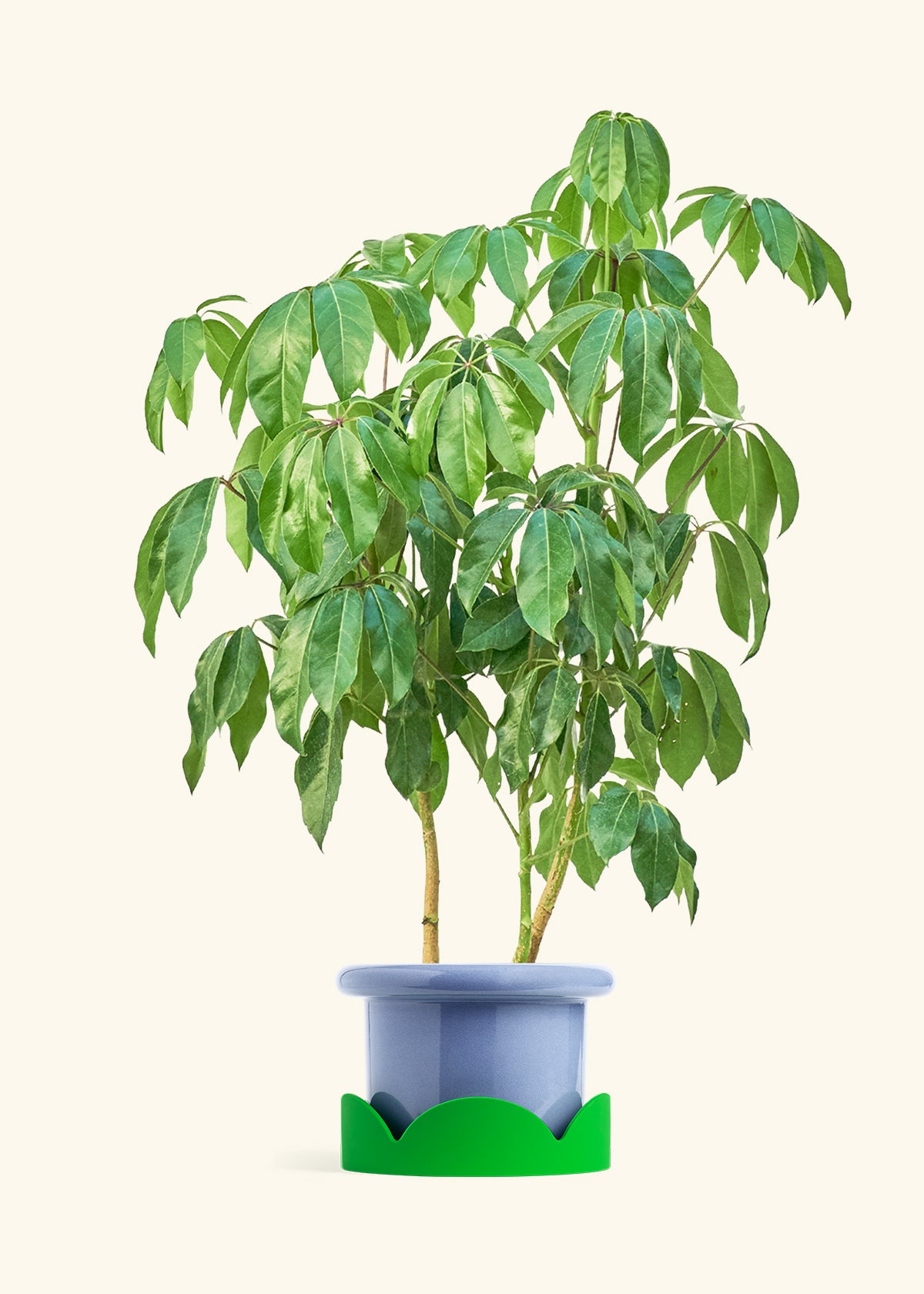 Australian Umbrella Tree in a 10 inches Fat Lip Blue Planter in a Shamrock Petal Drip Tray