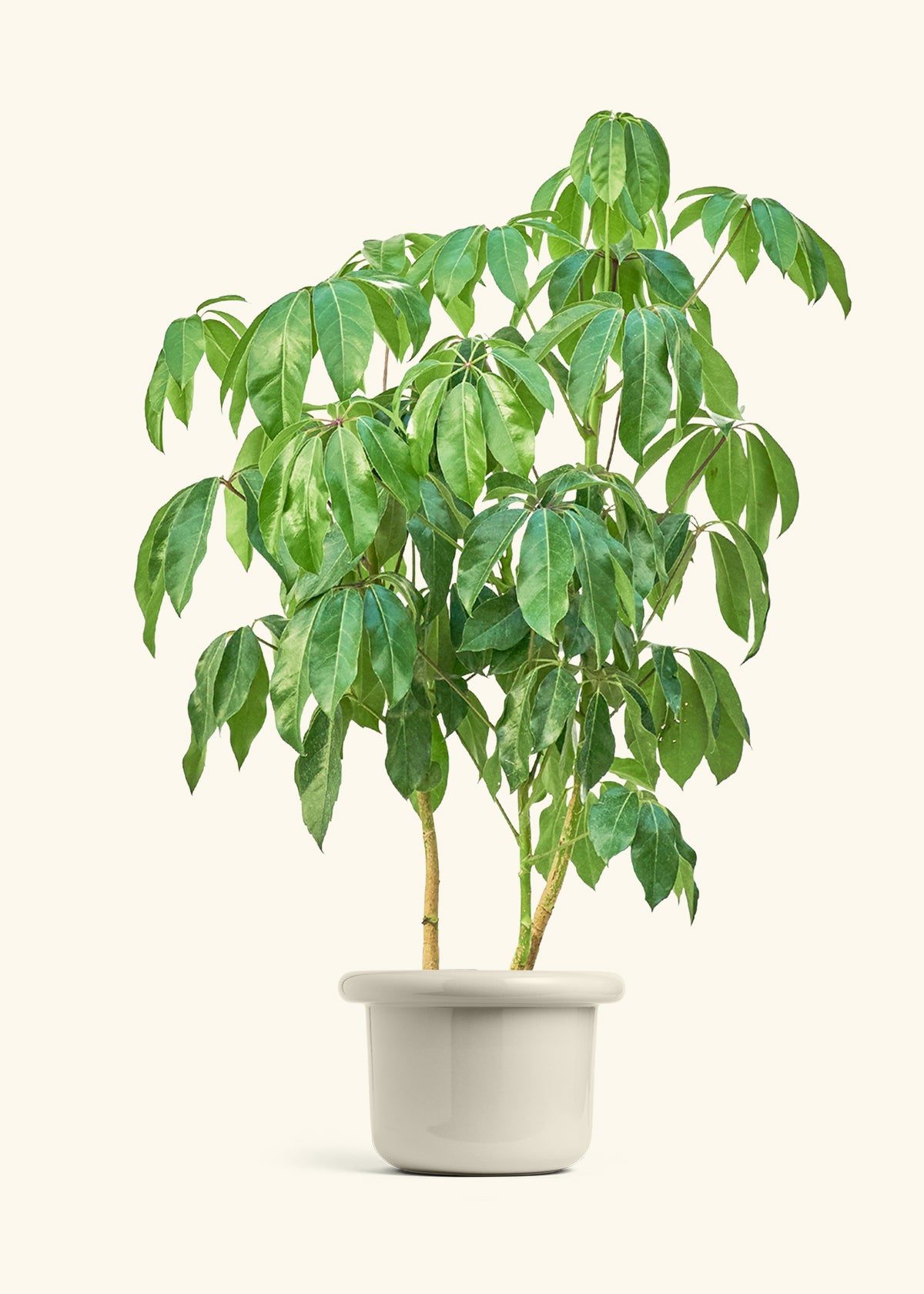 Australian Umbrella Tree in a 10 inches Fat Lip Oat Planter 