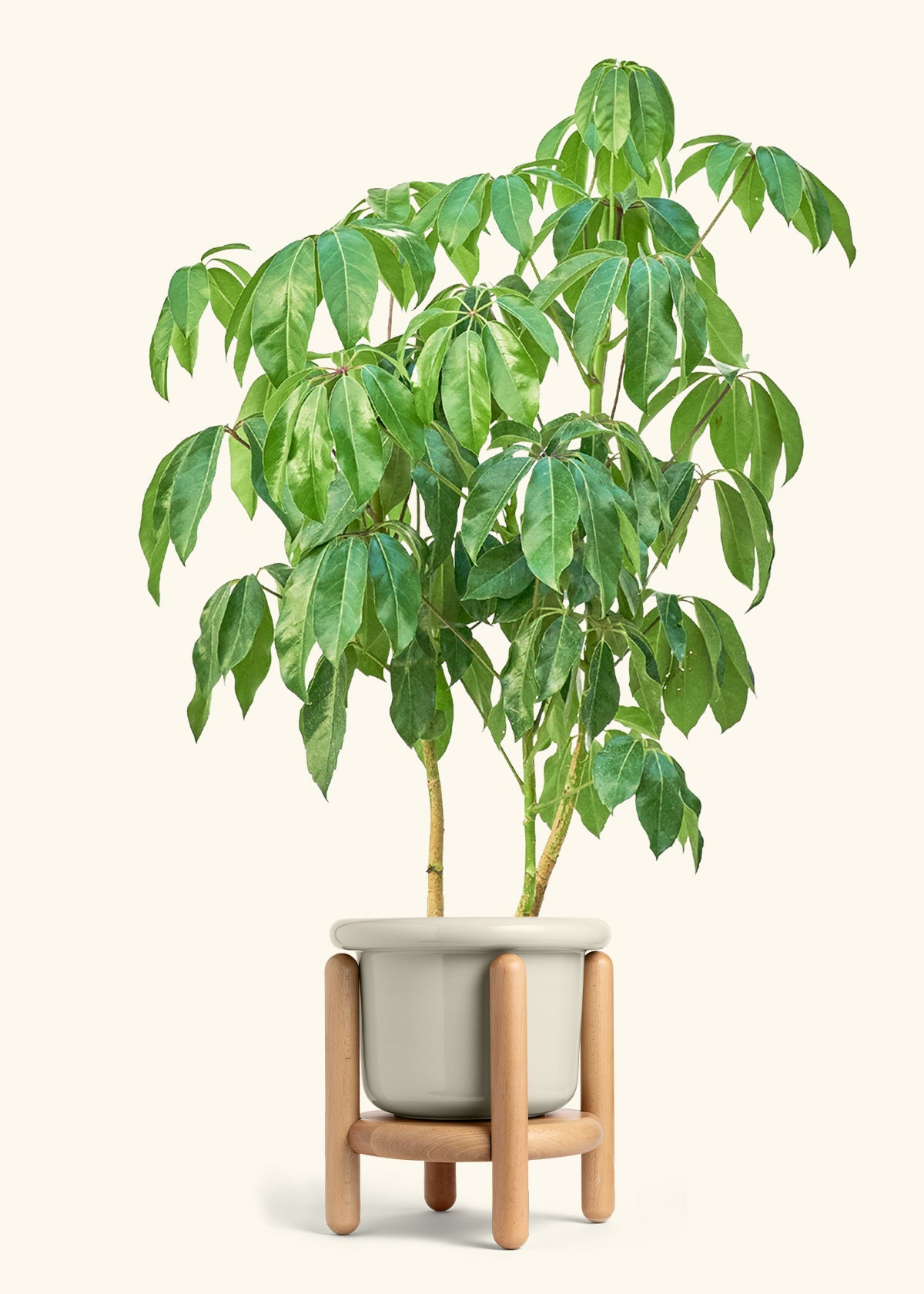 Australian Umbrella Tree in a 10 inches Fat Lip Oat Planter in a Beech Wood Stand
