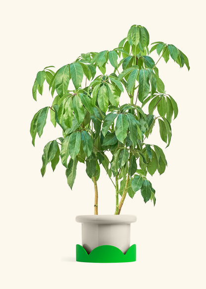 Australian Umbrella Tree in a 10 inches Fat Lip Oat Planter in a Shamrock Petal Drip Tray